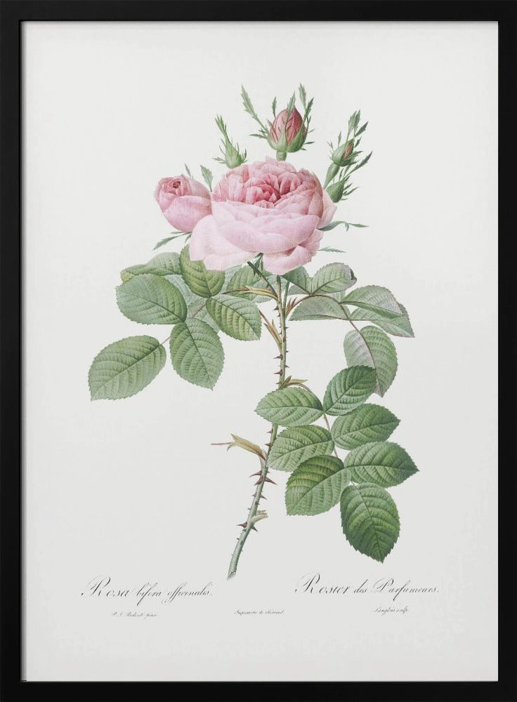 Rosa Bifera Officinalis,les Roses (1817–1824) Poster