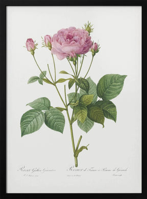 Rosa Gallica Granules, Les Roses (1817–1824) Poster