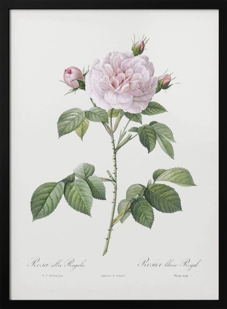 Royal White Rose, Les Roses (1817–1824) Poster