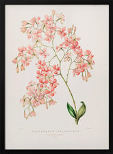 Epidendrum Rosa Poster