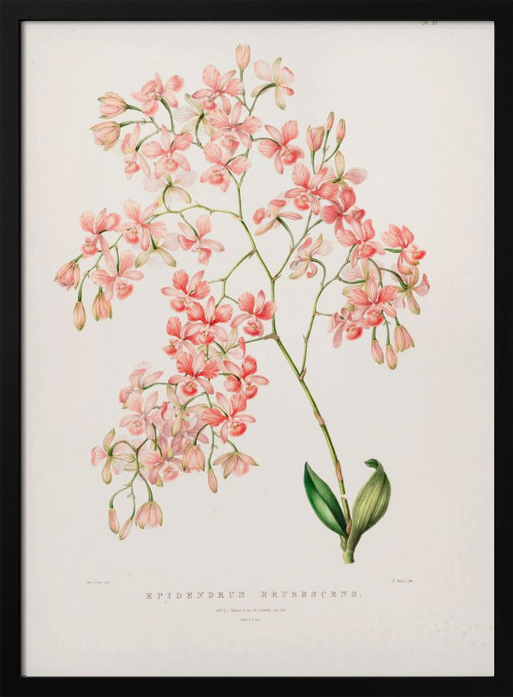 Epidendrum Rosa Poster