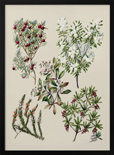 Antique Flowers Drawn By Sarah Featon (1848–1927) Poster