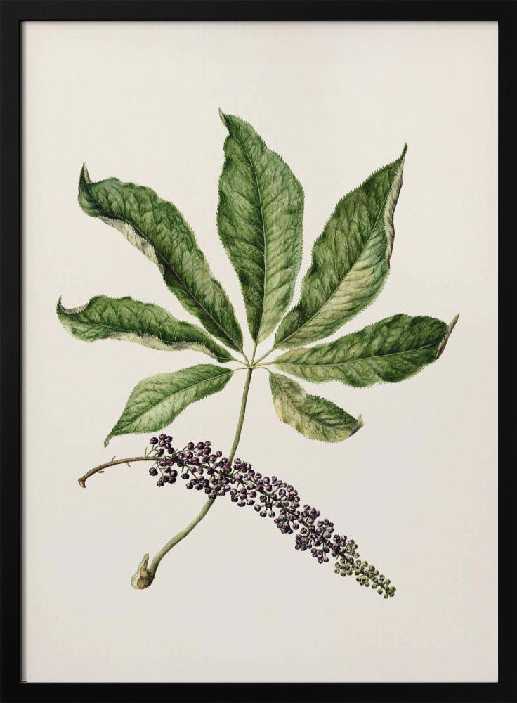 Antique Plant Drawn By Sarah Featon (1848–1927) Poster