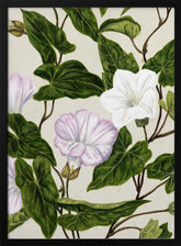 Bindweed Pohu By Sarah Featon (1848–1927) Poster