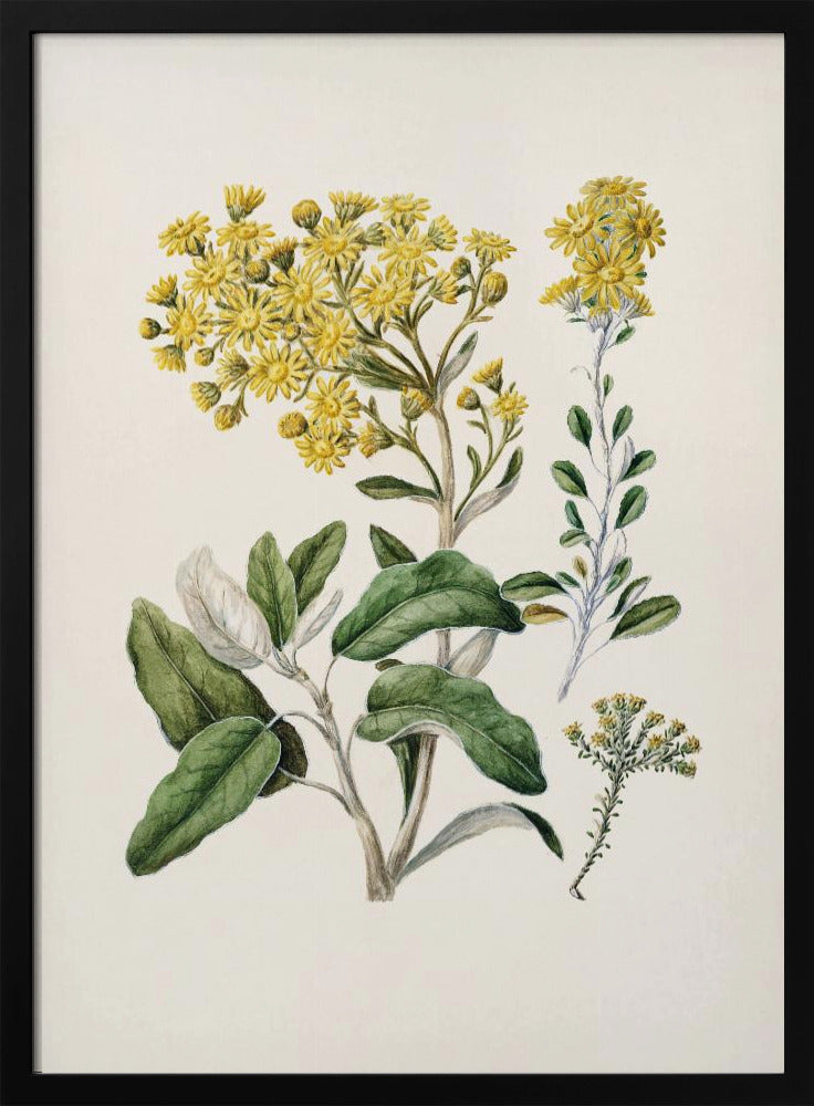 Daisy   Brachyglottis Drawn By Sarah Featon (1848–1927) Poster