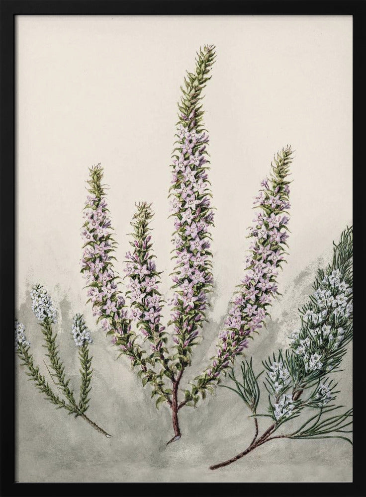 Epacris Drawn By Sarah Featon (1848–1927) Poster