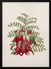 Kowhai   Clianthus Puniceus Drawn By Sarah Featon (1848–1927) Poster