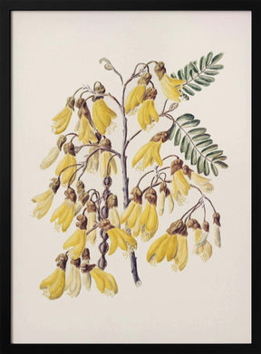 Kowhai Drawn By Sarah Featon (1848–1927) Poster