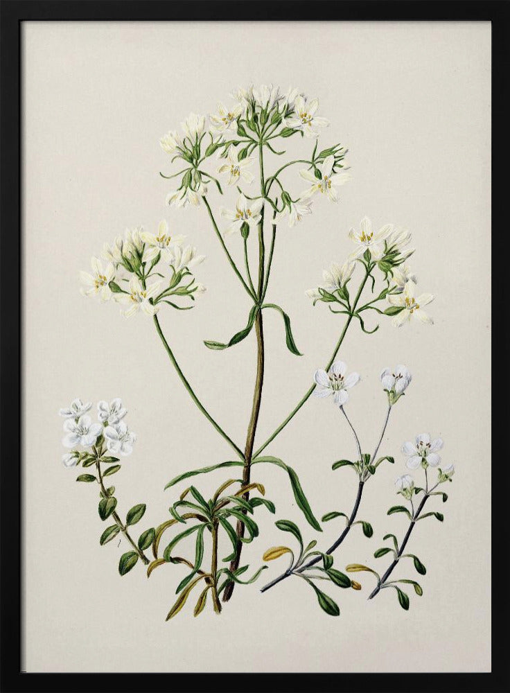 New Zealand Gentiana Drawn By Sarah Featon (1848–1927) Poster