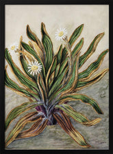 Mountain Daisy Drawn By Sarah Featon (1848–1927) Poster