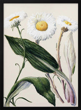 New Zealand Mountain Daisies Drawn By Sarah Featon (1848–1927 Poster