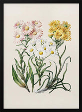 New Zealand Snow Groundsels Drawn By Featon (1848–1927) Poster