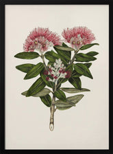 Pohutukawa   Metrosideros Tomentosa Drawn By Sarah Featon (1848–1927) Poster