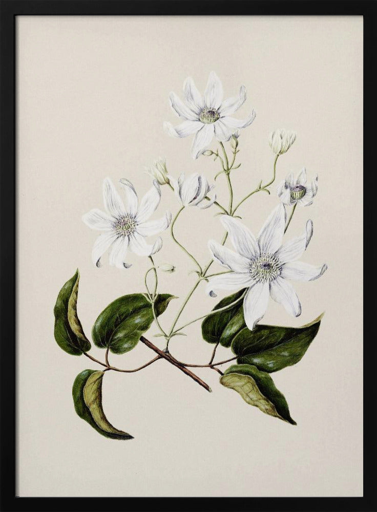 Puawananga   Clematis Indivisa Drawn By Sarah Featon (1848–1927) Poster