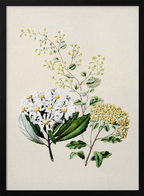 Senecio Drawn By Sarah Featon (1848–1927) Poster