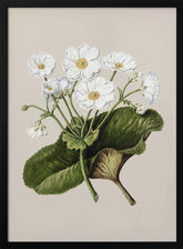 The Mountain Lily Drawn By Sarah Featon (1848–1927) Poster