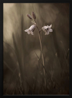 A small flower on the ground Poster