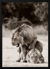 Lion Love Poster