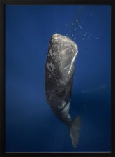 Candle sperm whale Poster