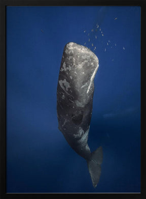 Candle sperm whale Poster