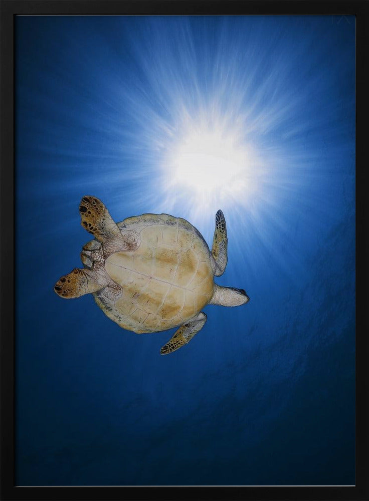 Green turtle Poster