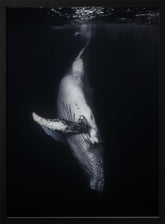 Black Whale Poster