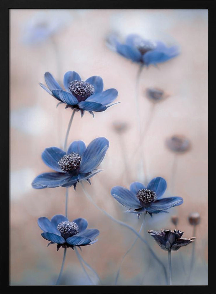 Cosmos blue Poster