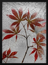 red maple Poster