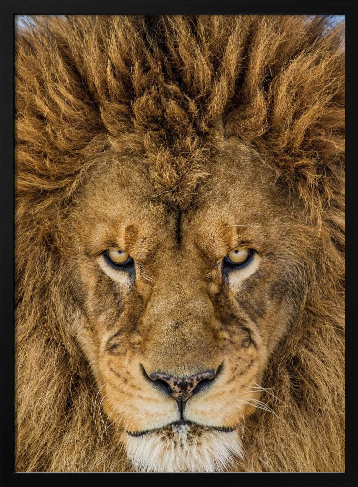 Serious Lion Poster