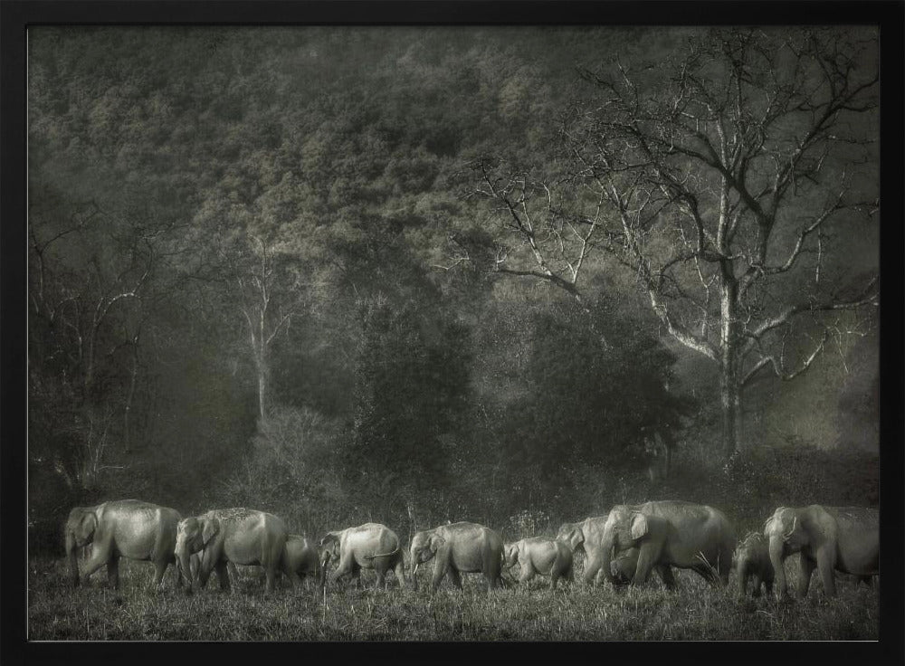 Elephant familiy Poster