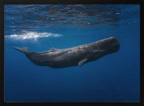 Sperm whale Poster