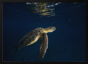 Green turtle Poster