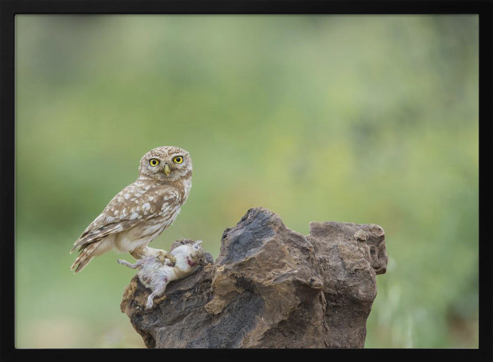 Little Owl Poster