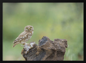 Little Owl Poster