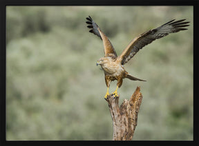 Long Legged Buzzard Poster