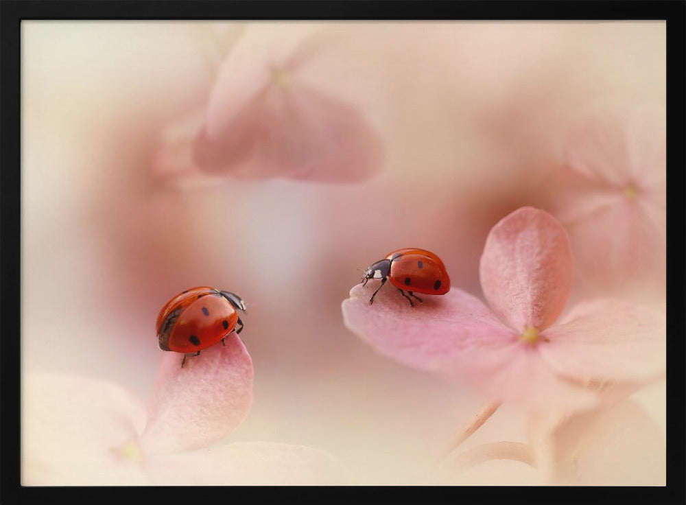 Ladybirds on pink hydrangea. Poster