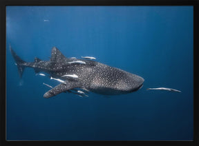 Whale shark Poster