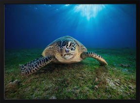 Green turtle Poster