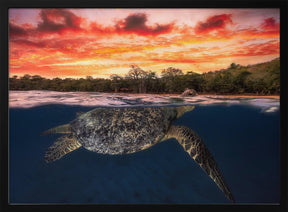 Green turtle and fire sky! Poster