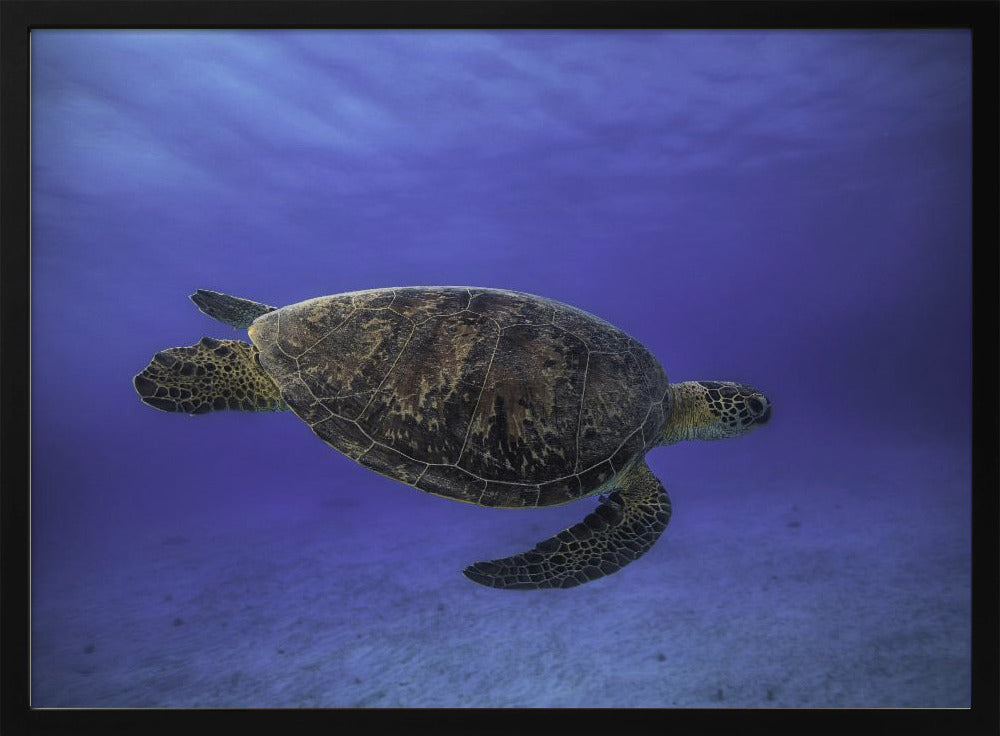 Green turtle in the blue Poster