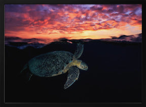 Sunset turtle Poster