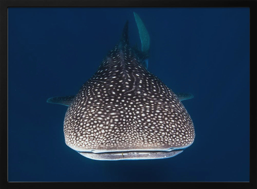 Whale Shark Poster