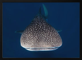 Whale Shark Poster