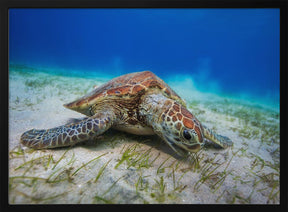 Green turtle Poster