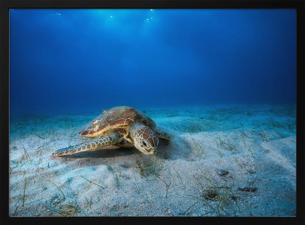 Green turtle in the blue Poster