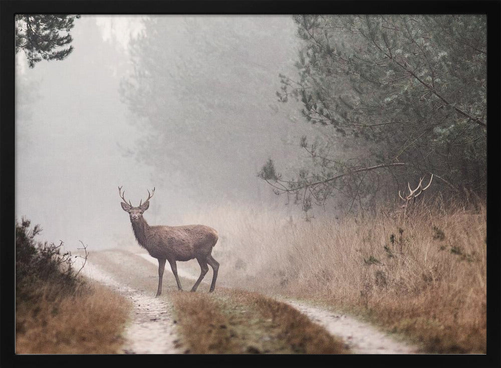 Deer Poster