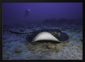 Black-blotched stingray Poster