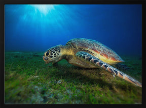 Green turtle Poster