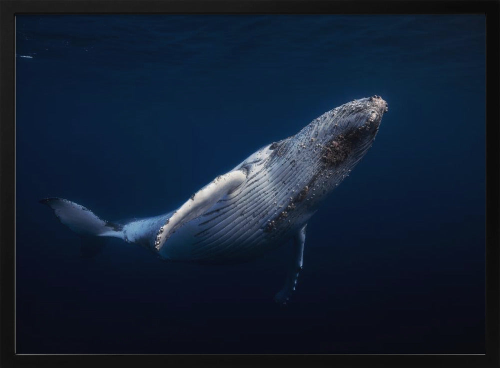 Humpback Whale Poster