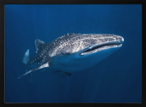 Whale Shark Poster